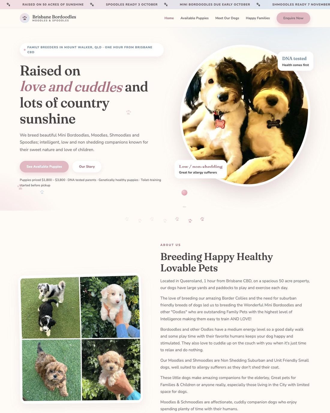 Brisbane Bordoodles family dog breeder website designed by Studio Willow